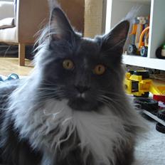 Maine Coon Ebbe