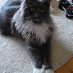 Maine Coon Ebbe
