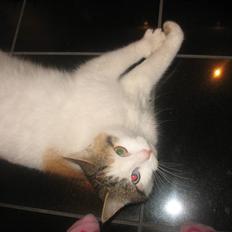 Blanding af racer Zacho´s Piv/Sabrina