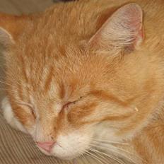 Blanding af racer Zacho´s Buster