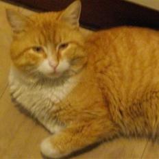 Blanding af racer Zacho´s Buster