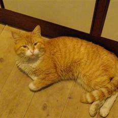 Blanding af racer Zacho´s Buster