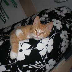 Huskat verdens bedste ryan (væk)