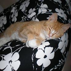 Huskat verdens bedste ryan (væk)