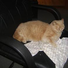 Blanding af racer Fifi