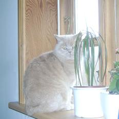 Blanding af racer Fifi