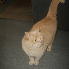 Blanding af racer Fifi