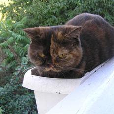 British Shorthair Aisha