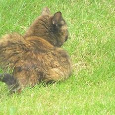 Blanding af racer Mille