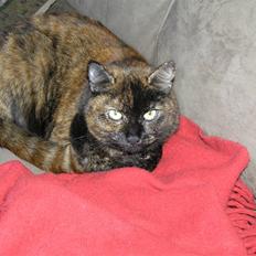 Blanding af racer Mille