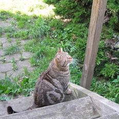 British Shorthair Sölvi