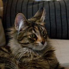 Maine Coon Nova