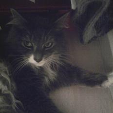 Blanding af racer Laban