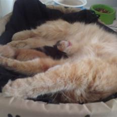 Blanding af racer Garfild!<3 Miin Prins<3:*