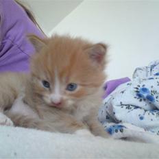 Blanding af racer Garfild!<3 Miin Prins<3:*