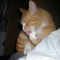 Huskat verdens bedste ryan (væk)