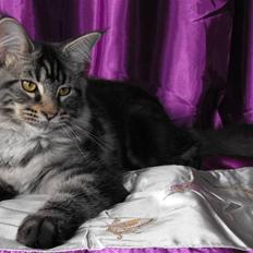 Maine Coon SnowAngels Miracle