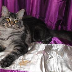 Maine Coon SnowAngels Miracle