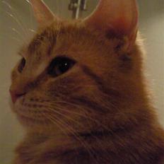 Huskat Lost in snow alone - Lisa