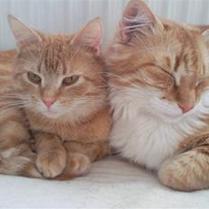 Huskat Lost in snow alone - Lisa