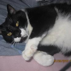 Huskat Trold A.K.A Kitten