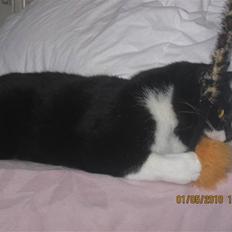 Huskat Trold A.K.A Kitten