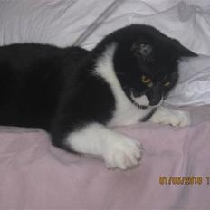 Huskat Trold A.K.A Kitten