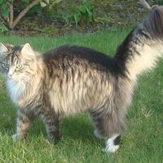 Norsk Skovkat Casey