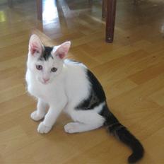 Blanding af racer gonzales