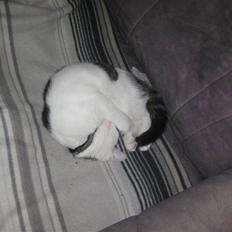 Blanding af racer gonzales