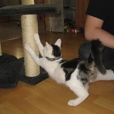 Blanding af racer gonzales