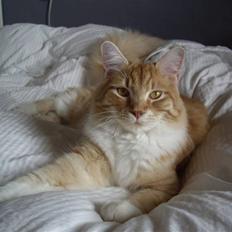 Maine Coon Balou