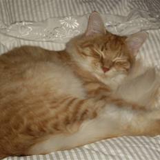 Maine Coon Balou