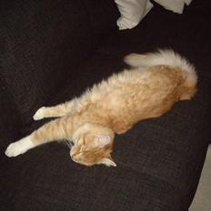 Maine Coon Balou