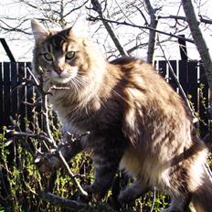 Maine Coon Dalibro´s Flotte Fiona