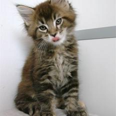 Maine Coon Dalibro´s Flotte Fiona