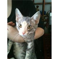 Huskat Misling