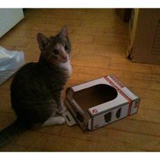 Huskat Misling