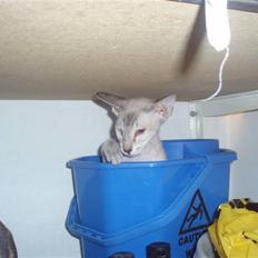 Peterbald Leander (Jay)