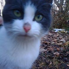 Blanding af racer Plet Savnet