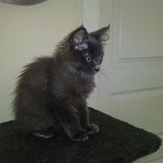 Blanding af racer victoria, blå main coon