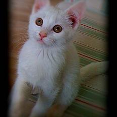 Blanding af racer Baloo