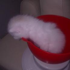 Blanding af racer Baloo