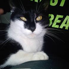 Huskat Blackie R.I.P