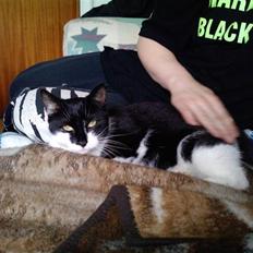 Huskat Blackie R.I.P