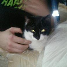 Huskat Blackie R.I.P