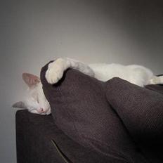 Blanding af racer Wilhelm