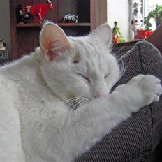 Blanding af racer Wilhelm