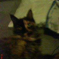 Maine Coon Clementine