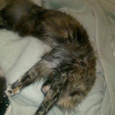 Maine Coon Clementine